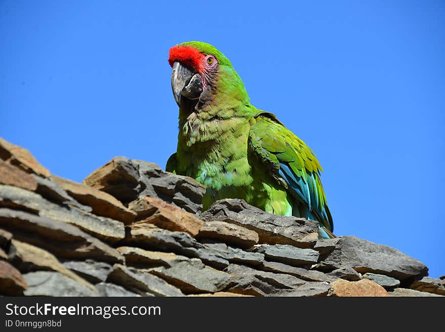 Bird, Parrot, Fauna, Macaw