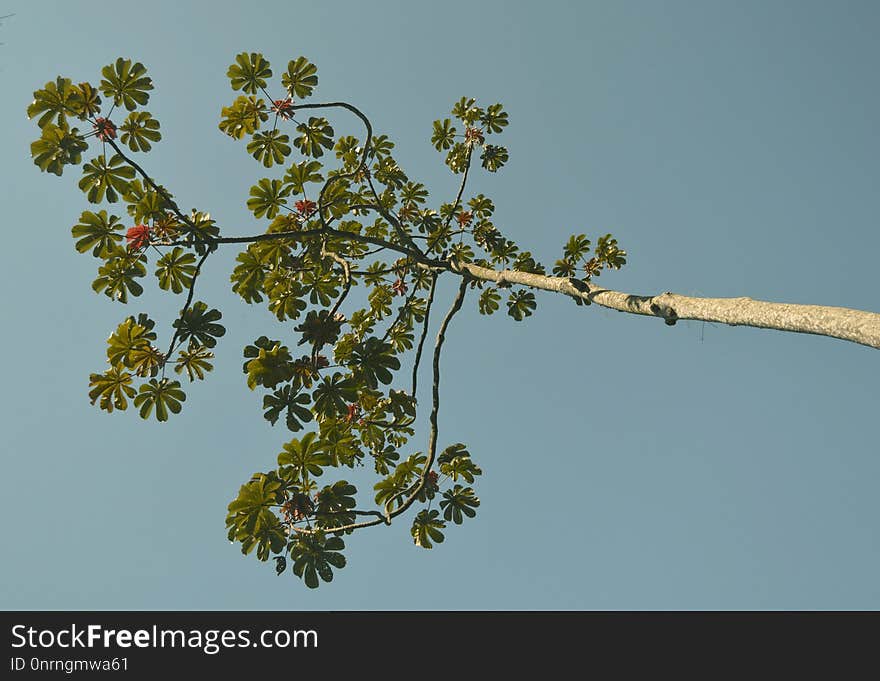 Branch, Tree, Flora, Sky