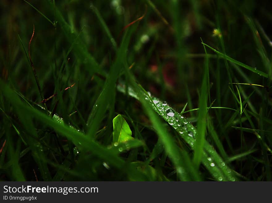 Water, Grass, Dew, Moisture