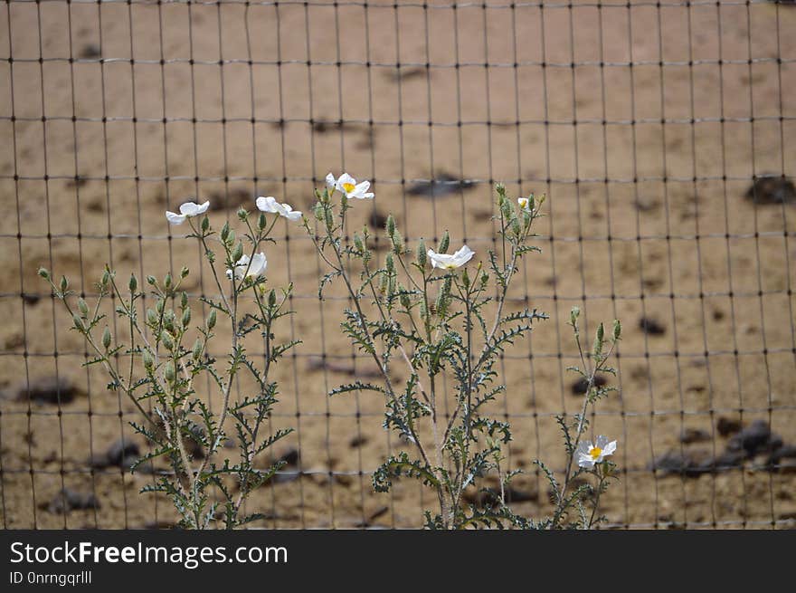 Fauna, Flower, Flora, Plant