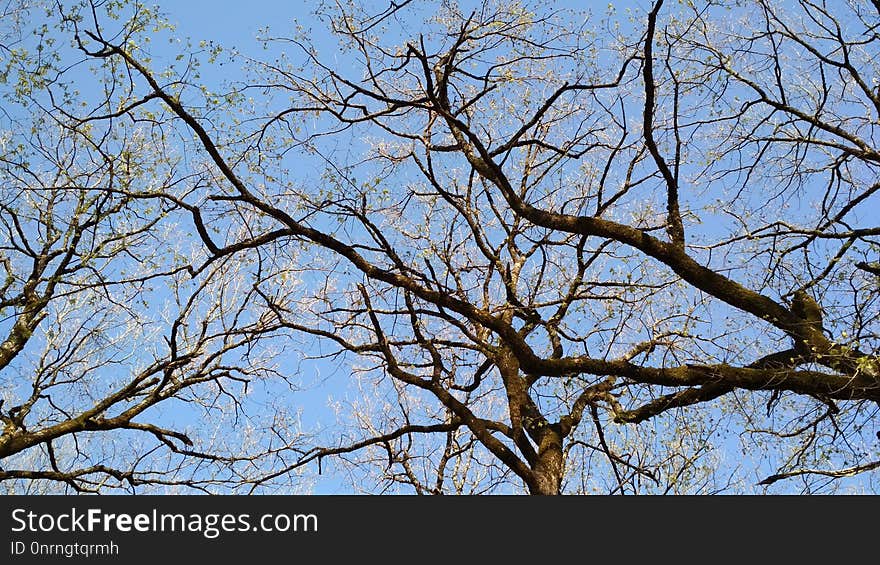 Branch, Tree, Sky, Woody Plant