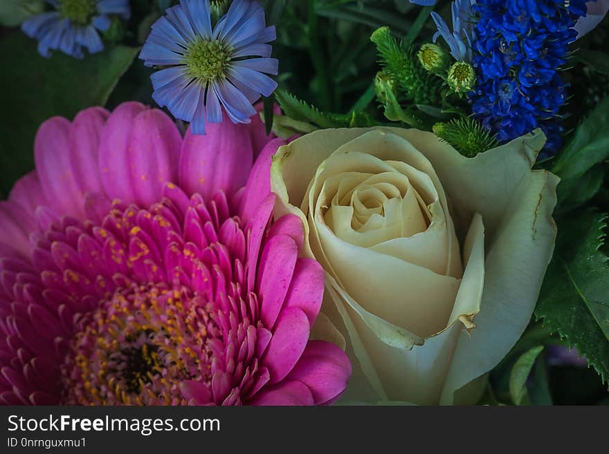 Flower, Purple, Flora, Plant