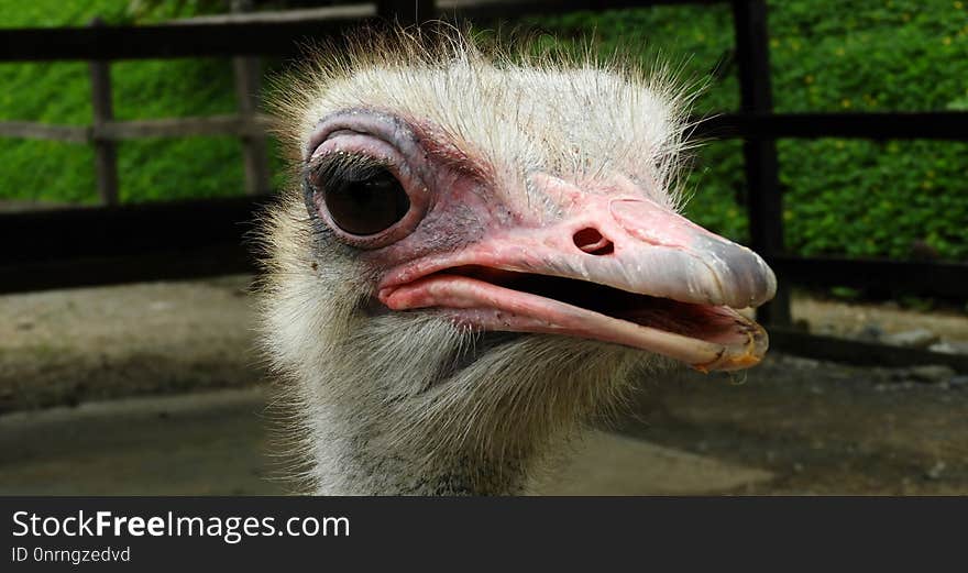 Ostrich, Ratite, Beak, Flightless Bird