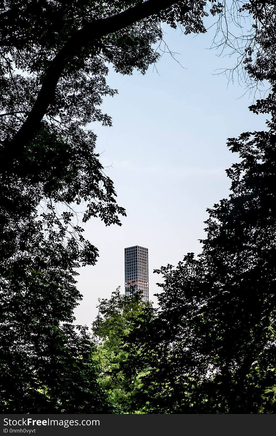 Sky, Tree, Nature, Leaf