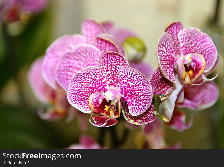 Flower, Flowering Plant, Pink, Flora