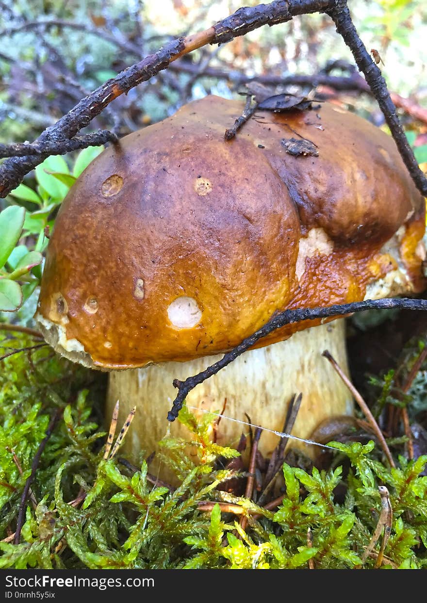 Penny Bun, Mushroom, Fungus, Bolete