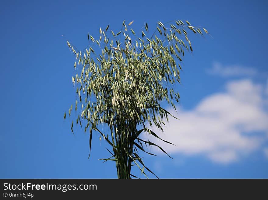 Sky, Tree, Flora, Branch