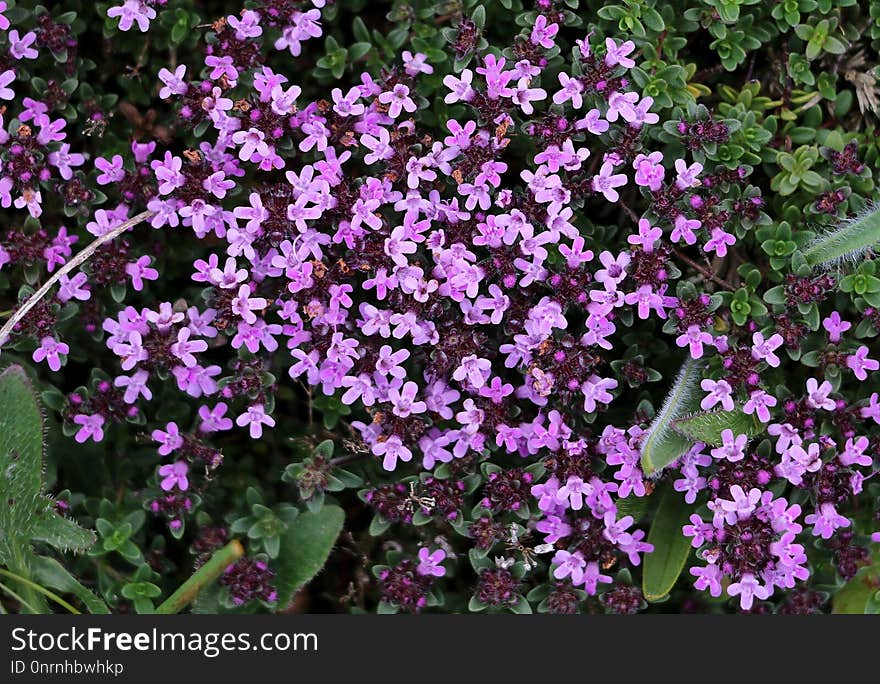 Plant, Flower, Flora, Flowering Plant