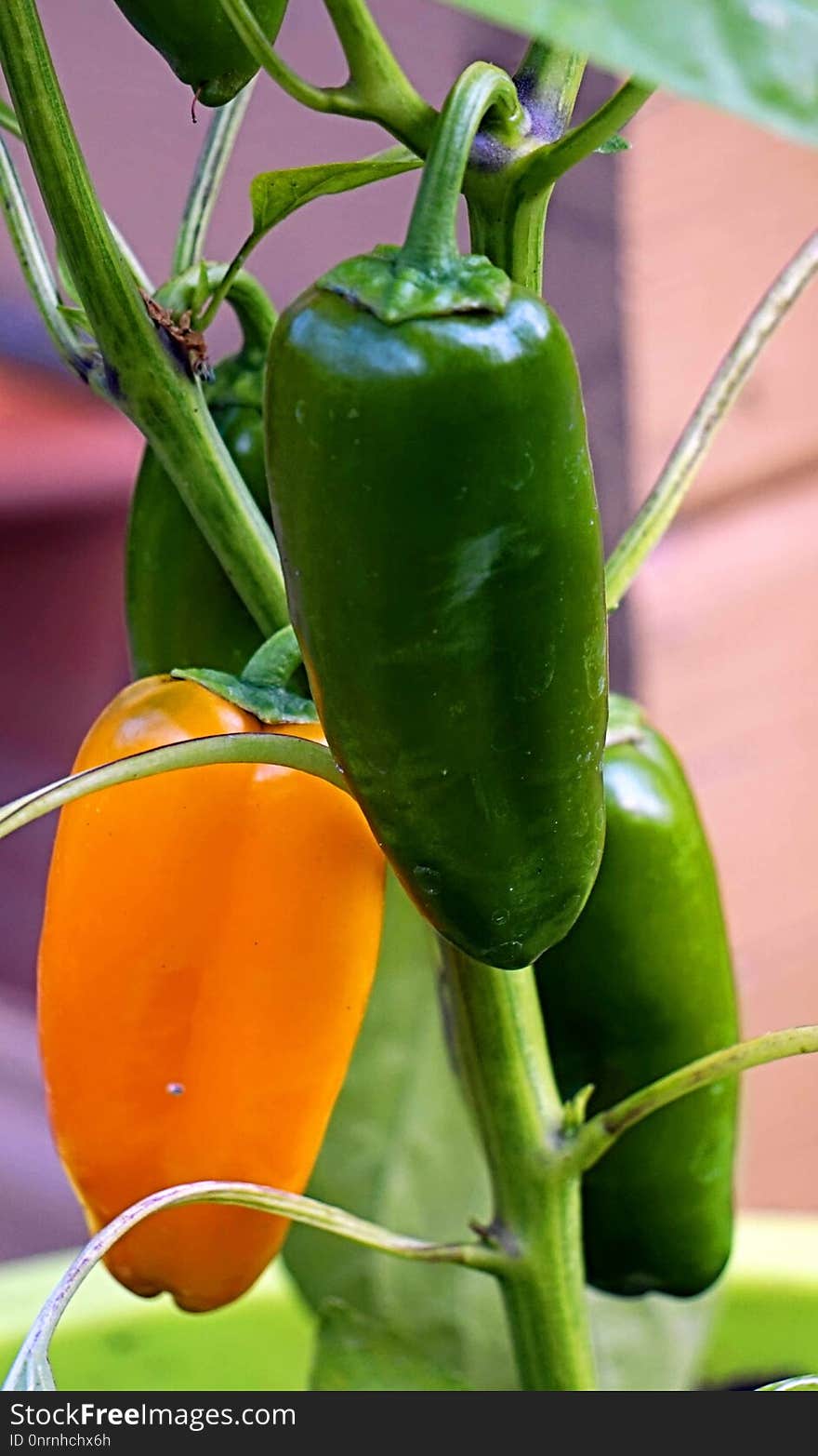 Chili Pepper, Vegetable, Natural Foods, Bell Peppers And Chili Peppers