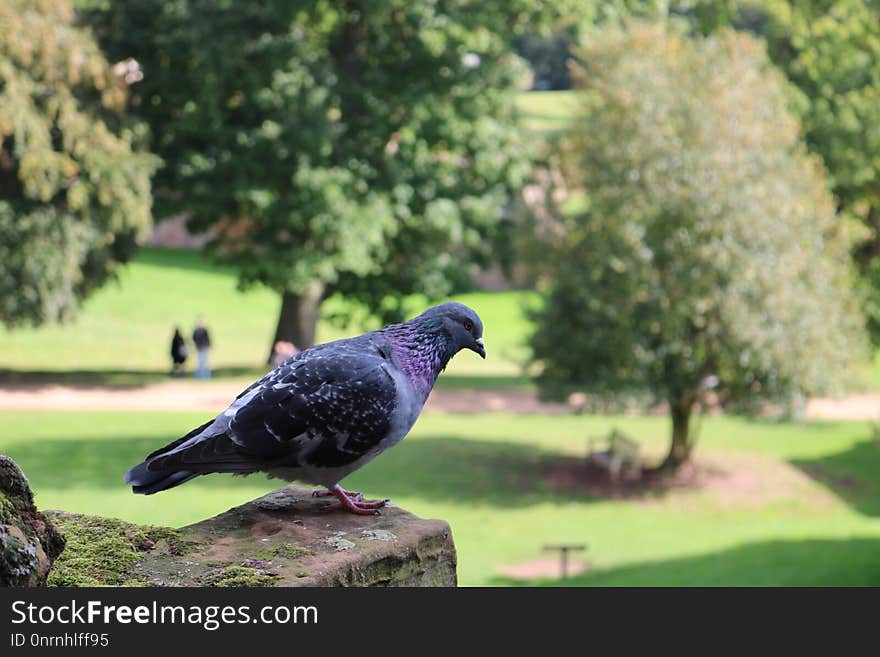 Bird, Fauna, Grass, Beak