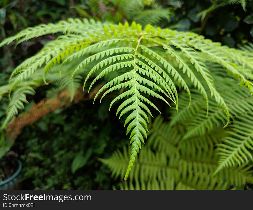 Ferns And Horsetails, Plant, Vegetation, Fern