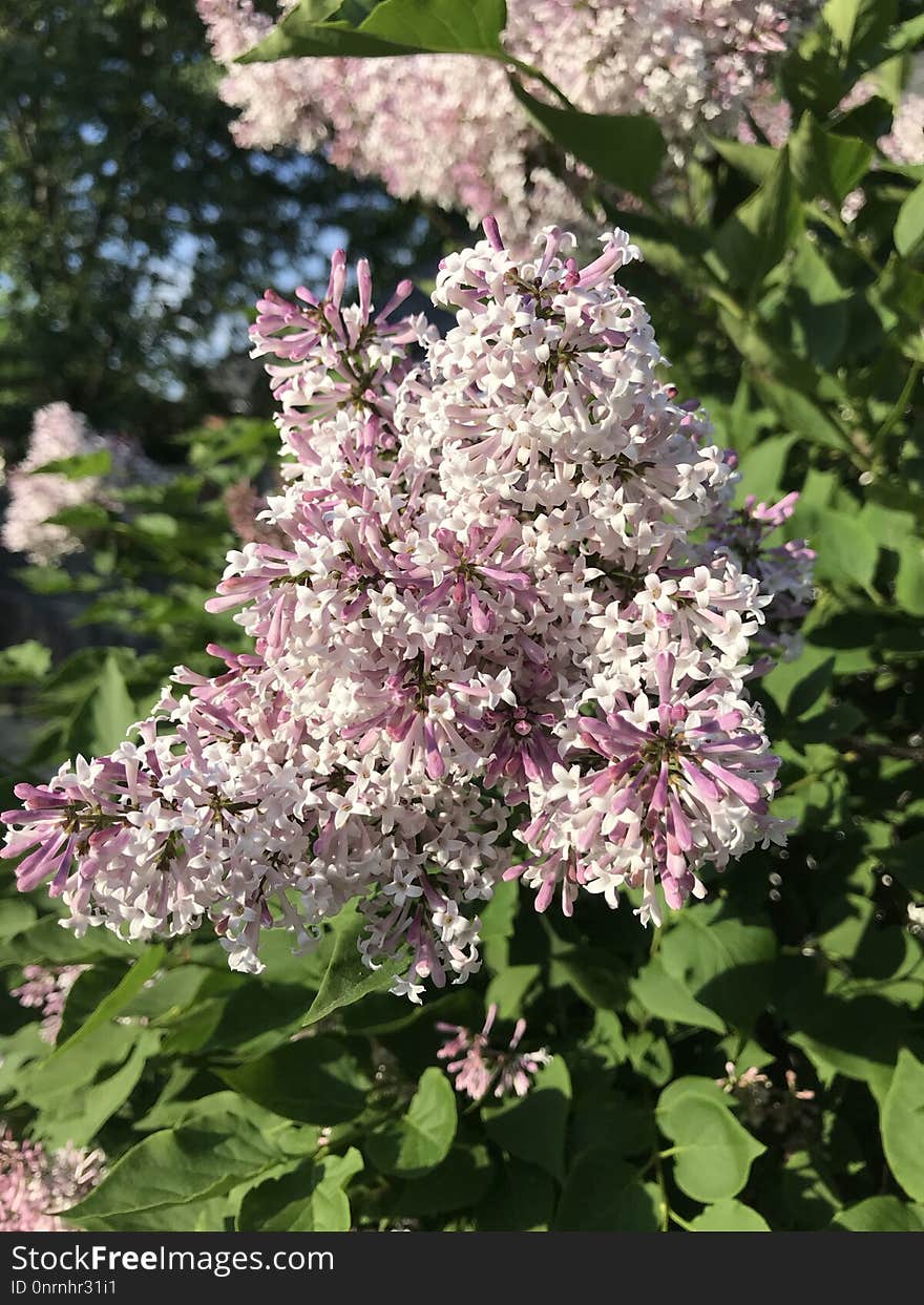 Plant, Flower, Lilac, Flowering Plant