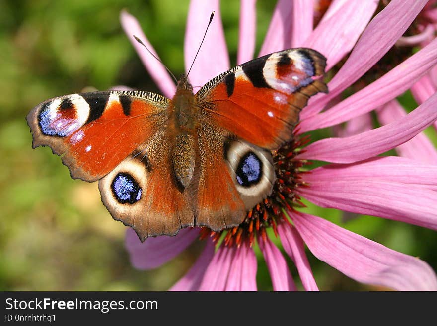 Butterfly, Insect, Moths And Butterflies, Brush Footed Butterfly