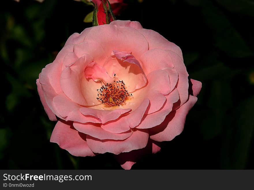 Flower, Pink, Rose Family, Rose