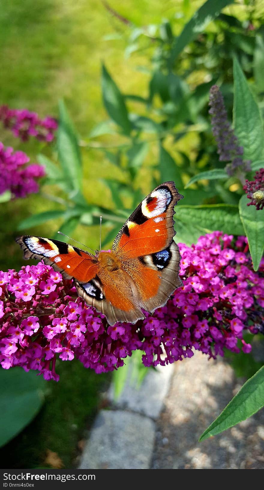 Butterfly, Moths And Butterflies, Brush Footed Butterfly, Insect