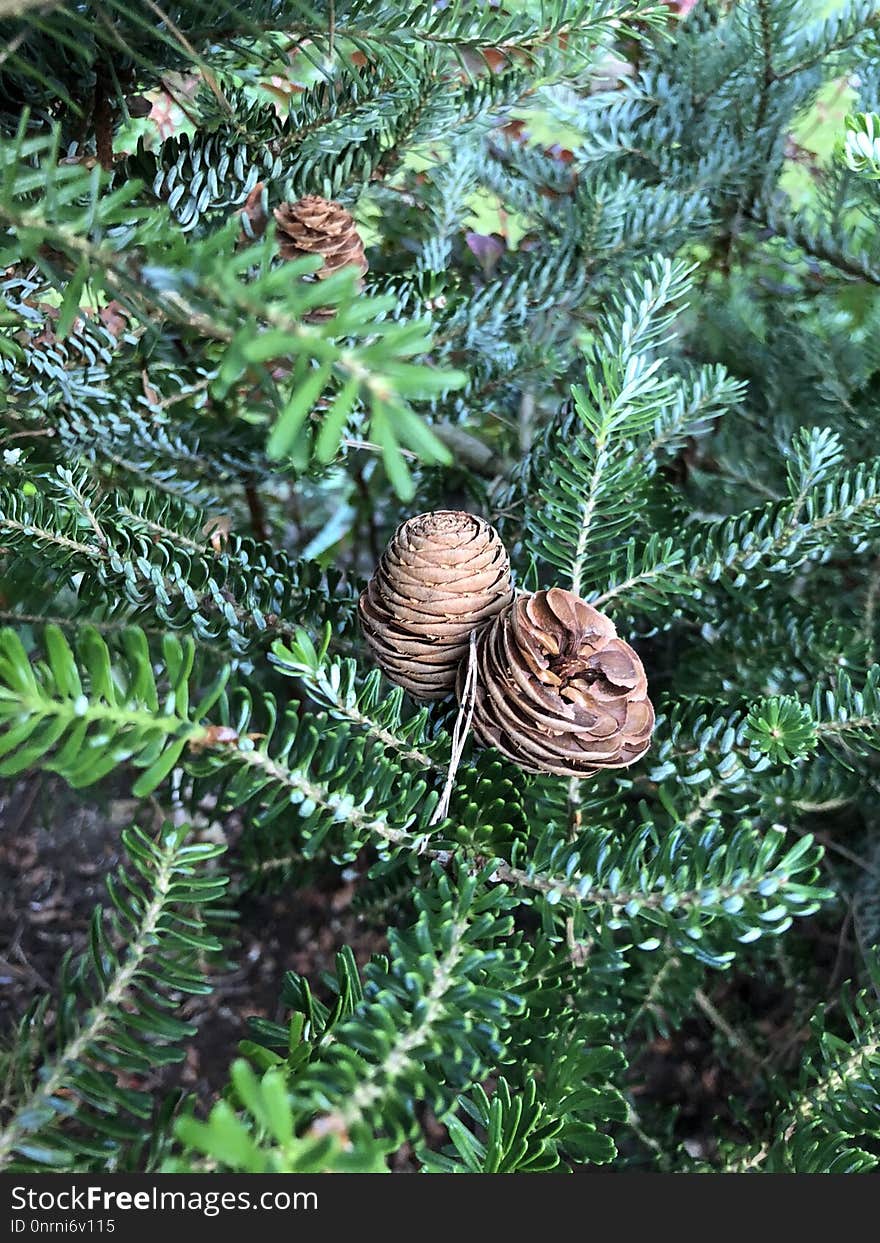 Tree, Pine Family, Fir, Spruce