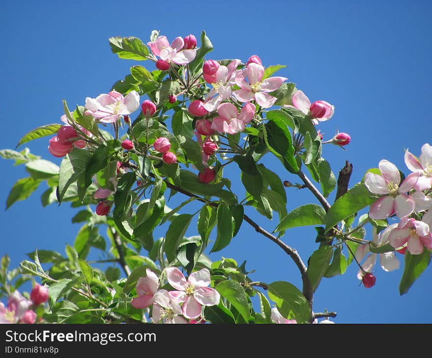 Plant, Blossom, Branch, Flowering Plant