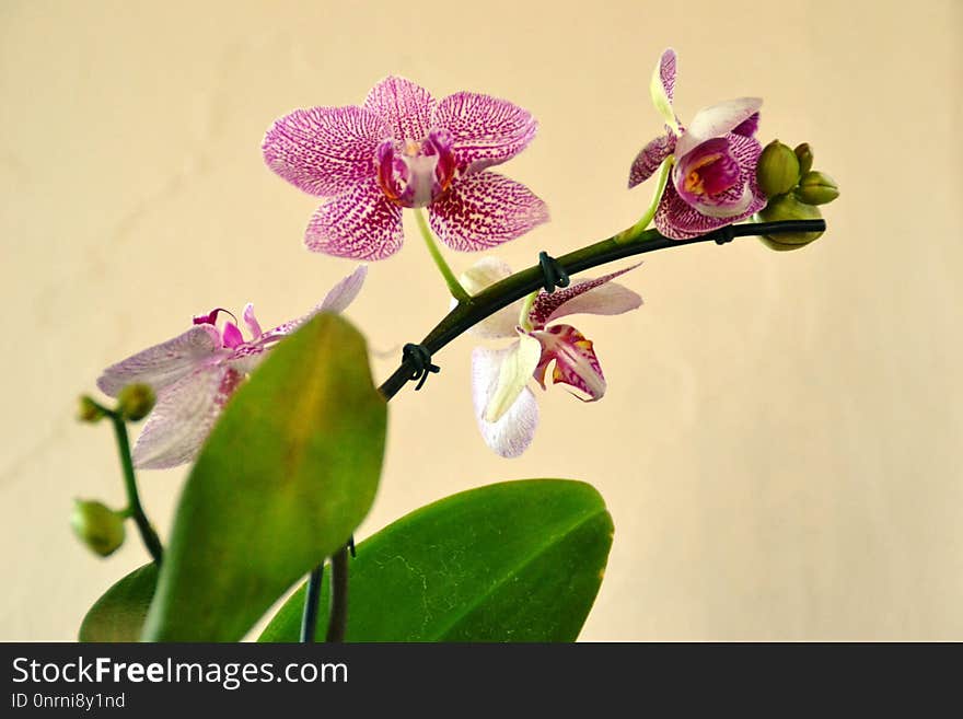 Flower, Flowering Plant, Plant, Flora