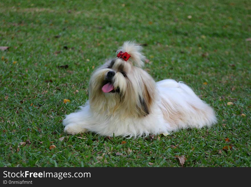 Dog, Dog Breed, Dog Like Mammal, Shih Tzu