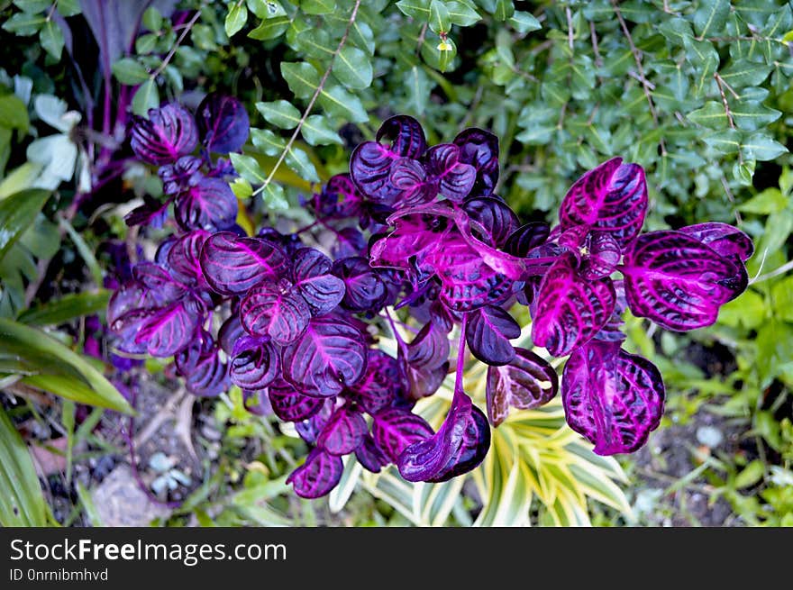 Flower, Plant, Purple, Flora