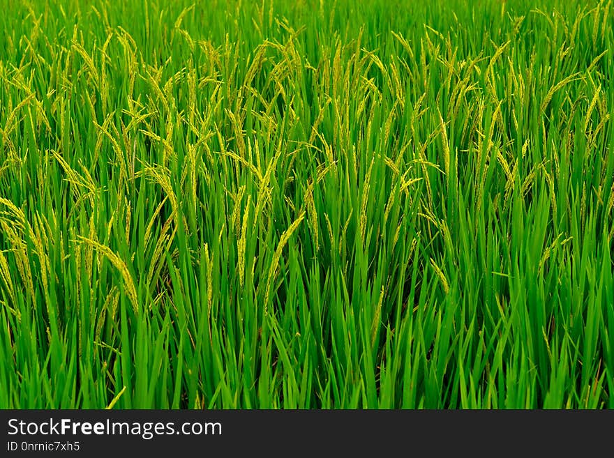 Grass, Field, Vegetation, Agriculture