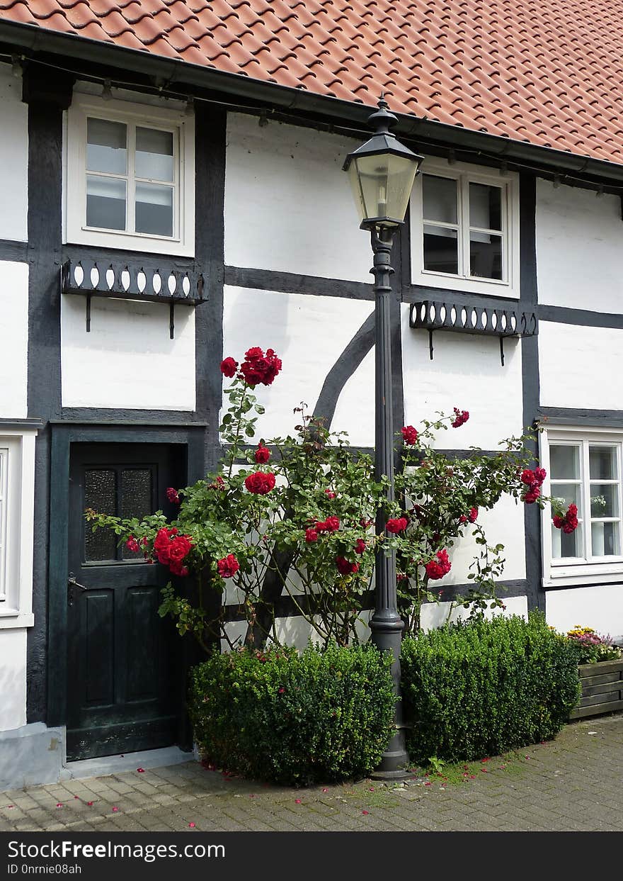 Flower, House, Window, Plant