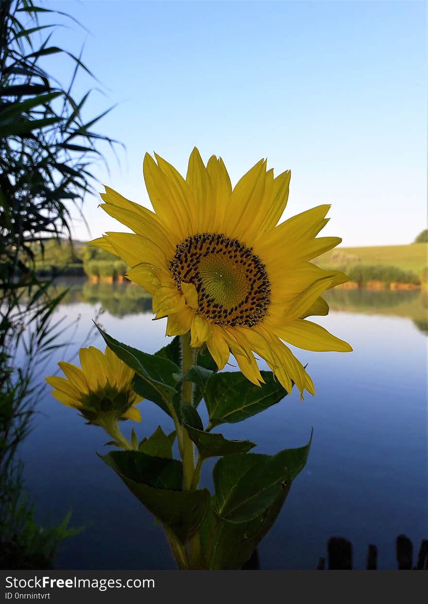 Flower, Sunflower, Yellow, Flowering Plant