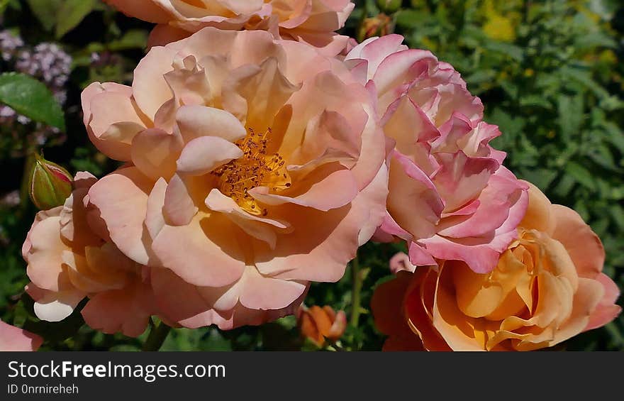 Flower, Rose, Rose Family, Flowering Plant