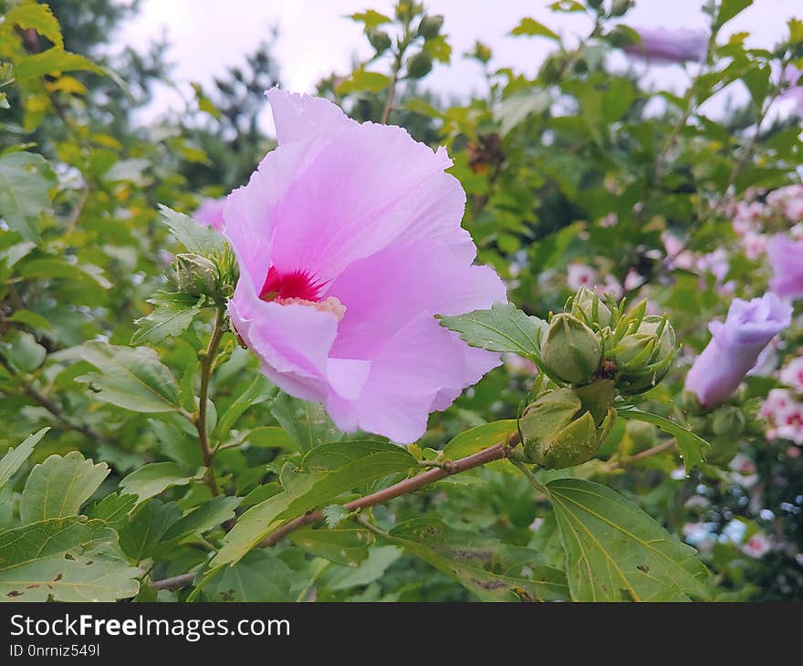 Flower, Plant, Flowering Plant, Flora