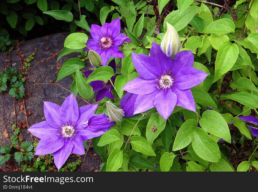 Flower, Plant, Flora, Clematis