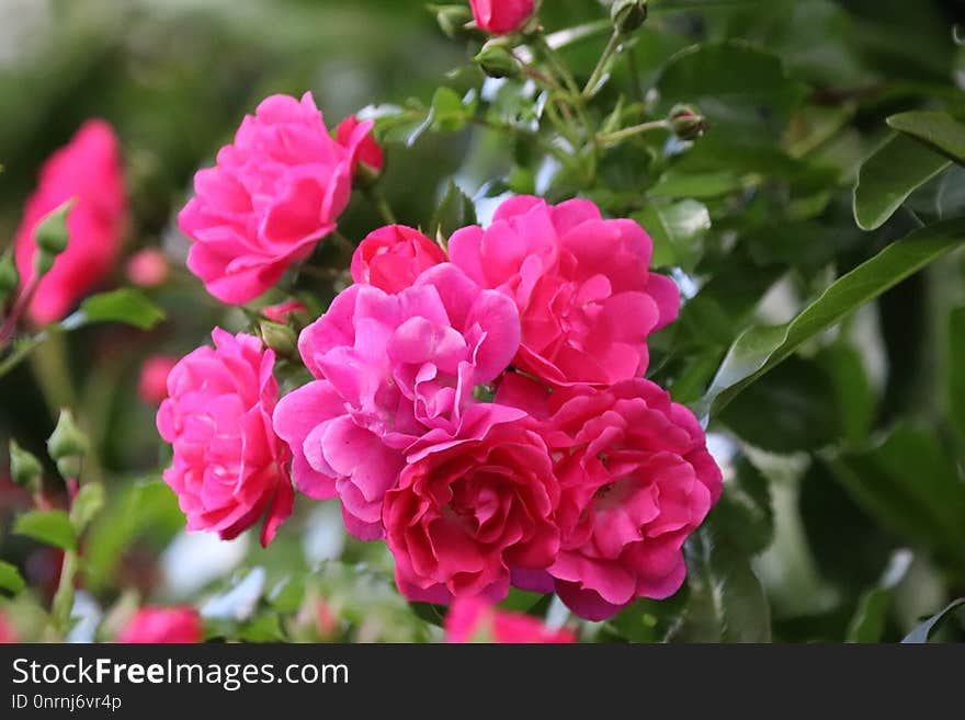 Flower, Plant, Rose Family, Pink