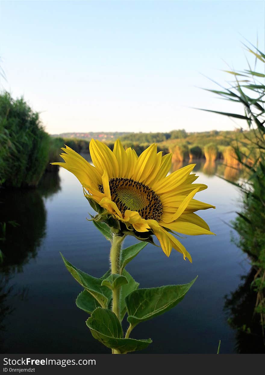 Flower, Sunflower, Yellow, Plant