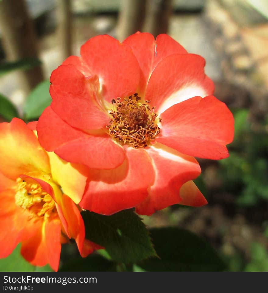 Flower, Rose Family, Flowering Plant, Rose