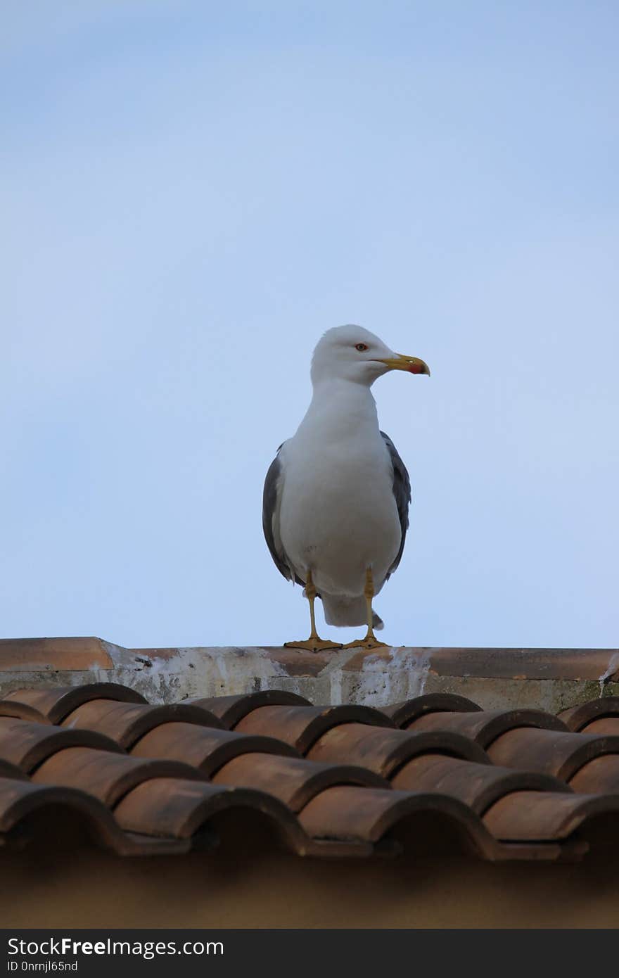 Bird, Beak, Seabird, Sky