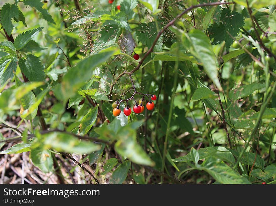 Plant, Vegetation, Flora, Leaf