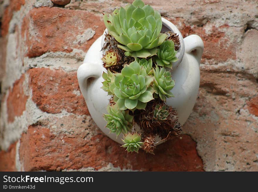 Plant, Flowerpot, Cactus, Flower