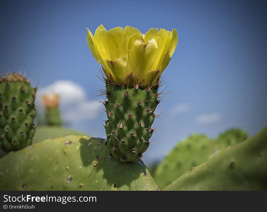 Cactus, Barbary Fig, Vegetation, Plant