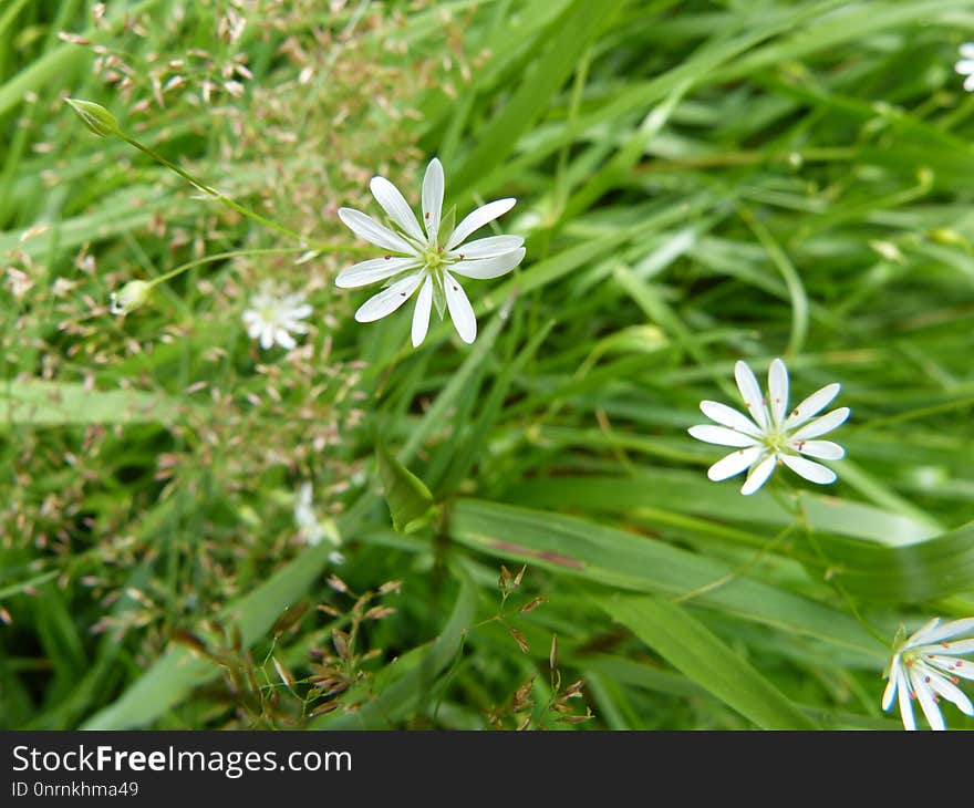 Plant, Flower, Flora, Grass