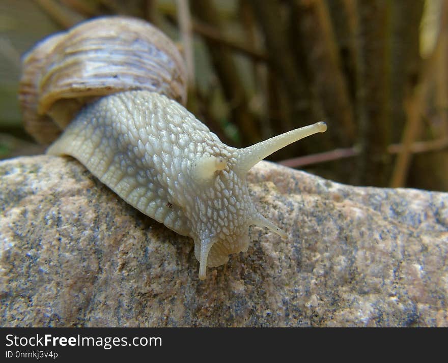 Snails And Slugs, Snail, Slug, Terrestrial Animal