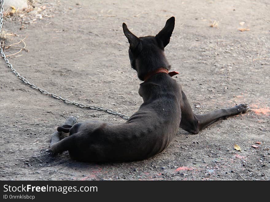 Snout, Street Dog, Dog Like Mammal, Pack Animal