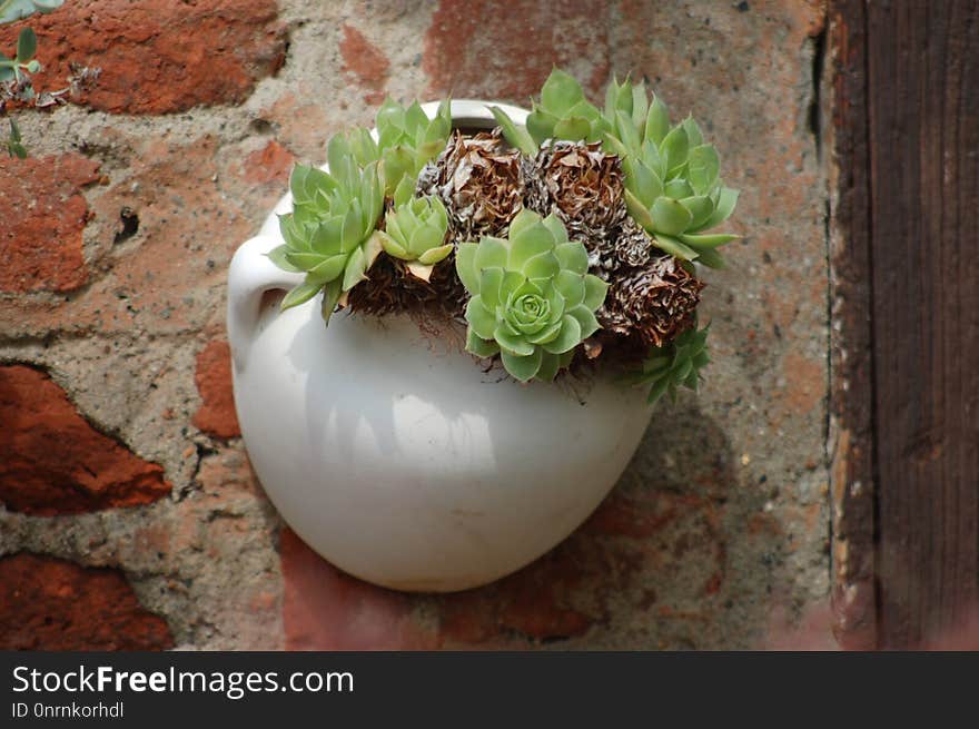 Flowerpot, Plant, Herb