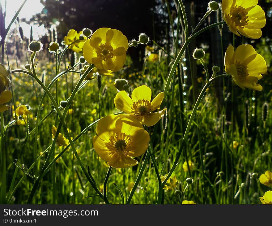 Flower, Yellow, Wildflower, Flora