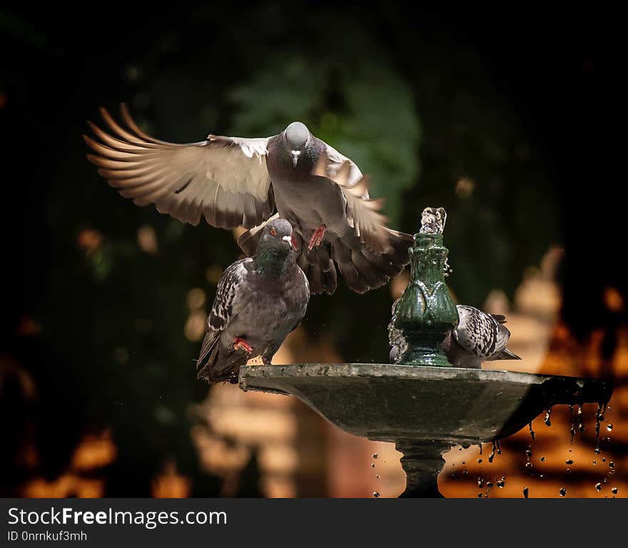 Bird, Fauna, Beak, Pigeons And Doves