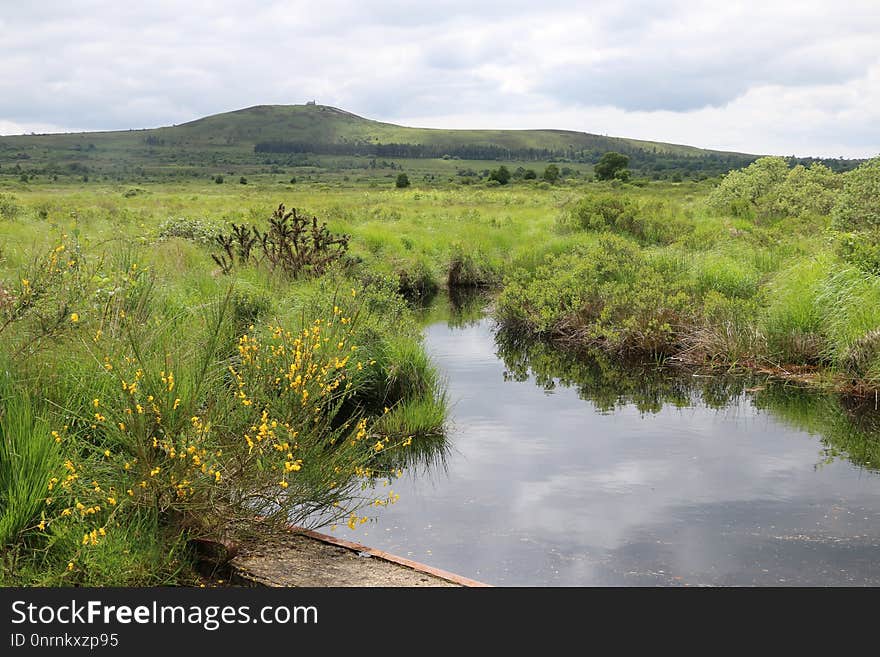 Nature Reserve, Wetland, Ecosystem, Vegetation