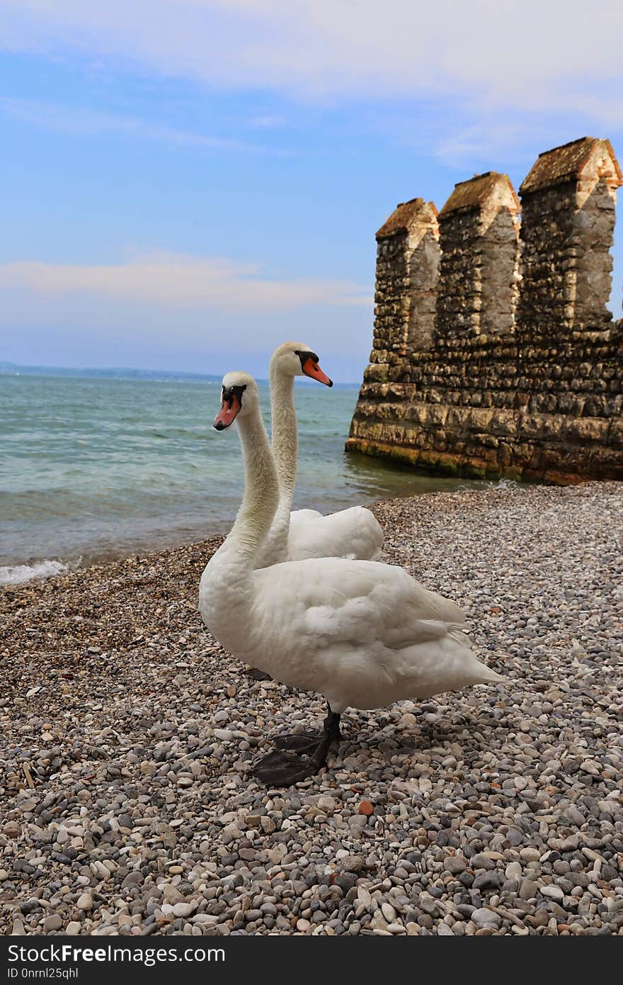 Water Bird, Ducks Geese And Swans, Swan, Fauna