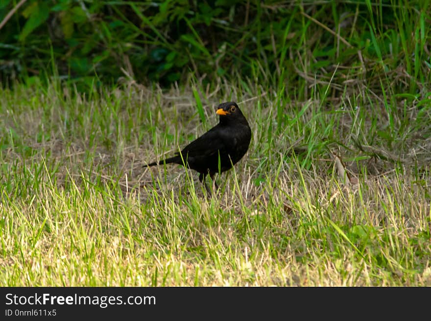 Bird, Blackbird, Fauna, Beak