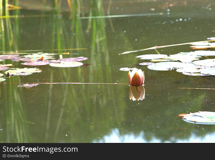 Water, Reflection, Bird, Fauna