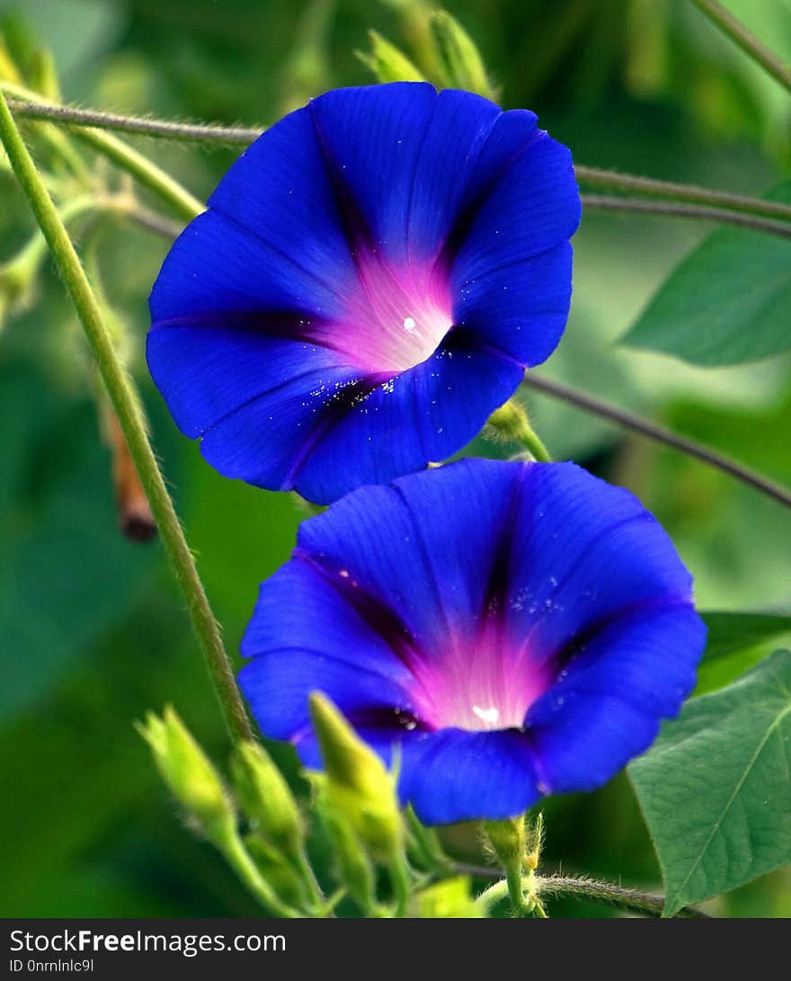 Blue, Flower, Plant, Morning Glory