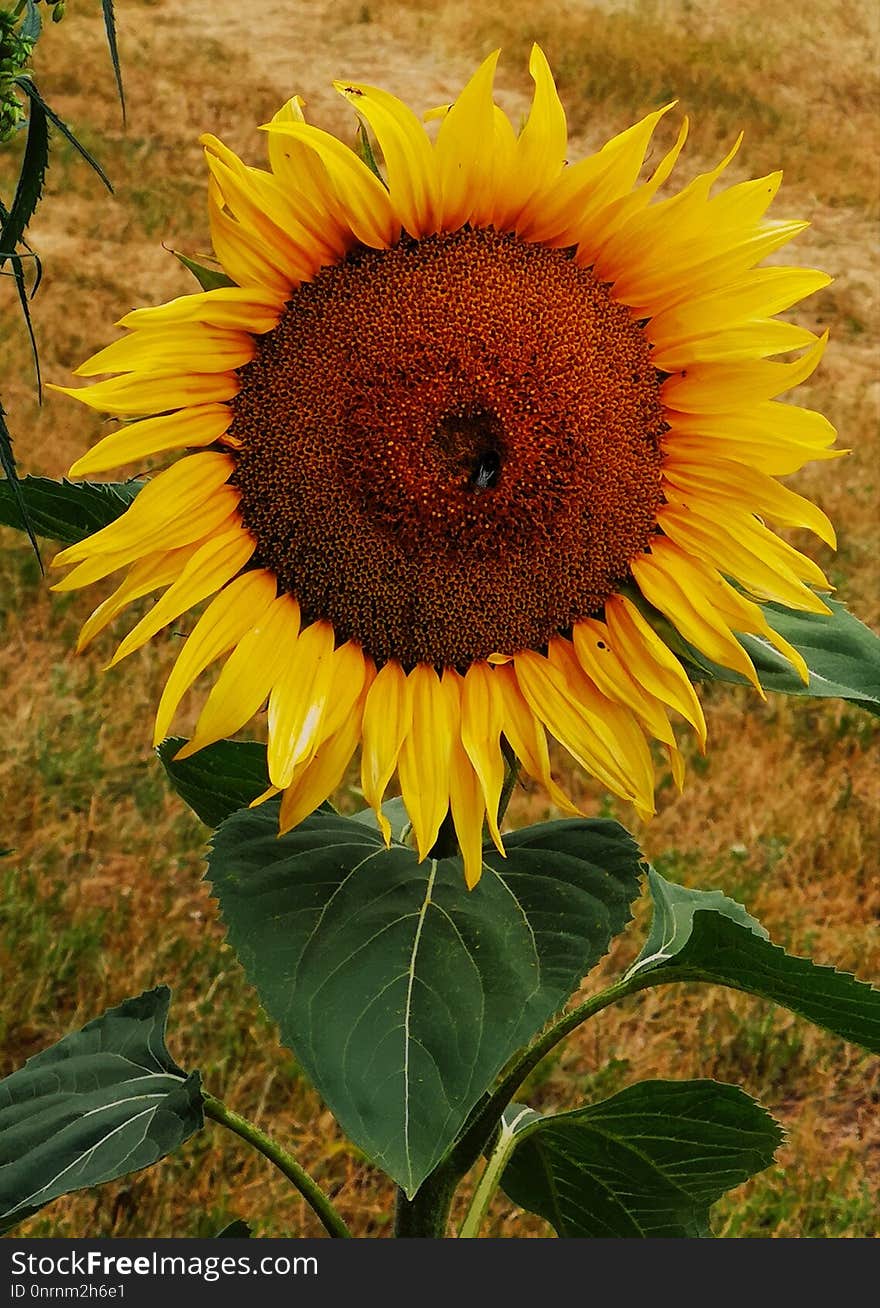 Flower, Sunflower, Plant, Sunflower Seed