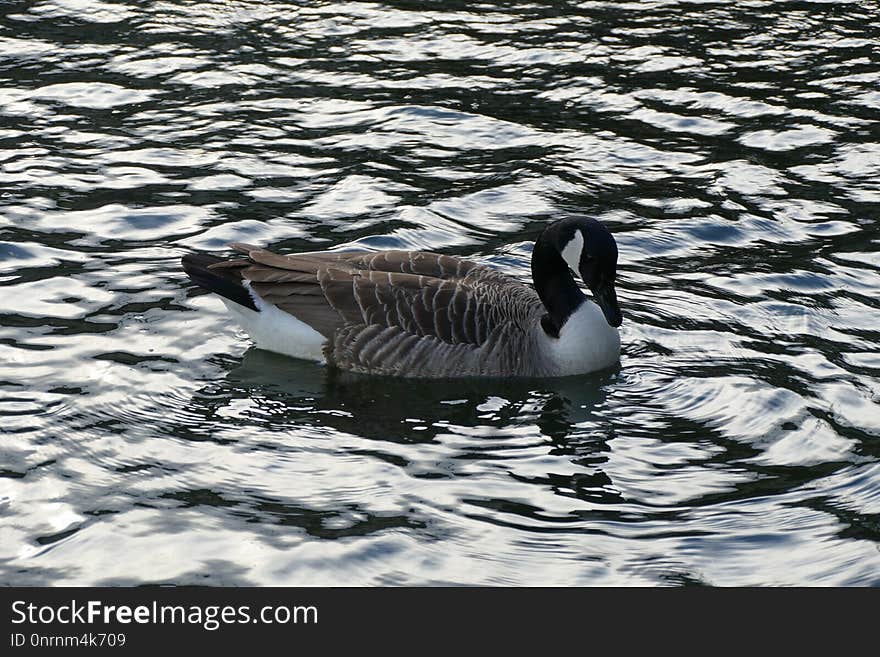 Water, Bird, Water Bird, Fauna